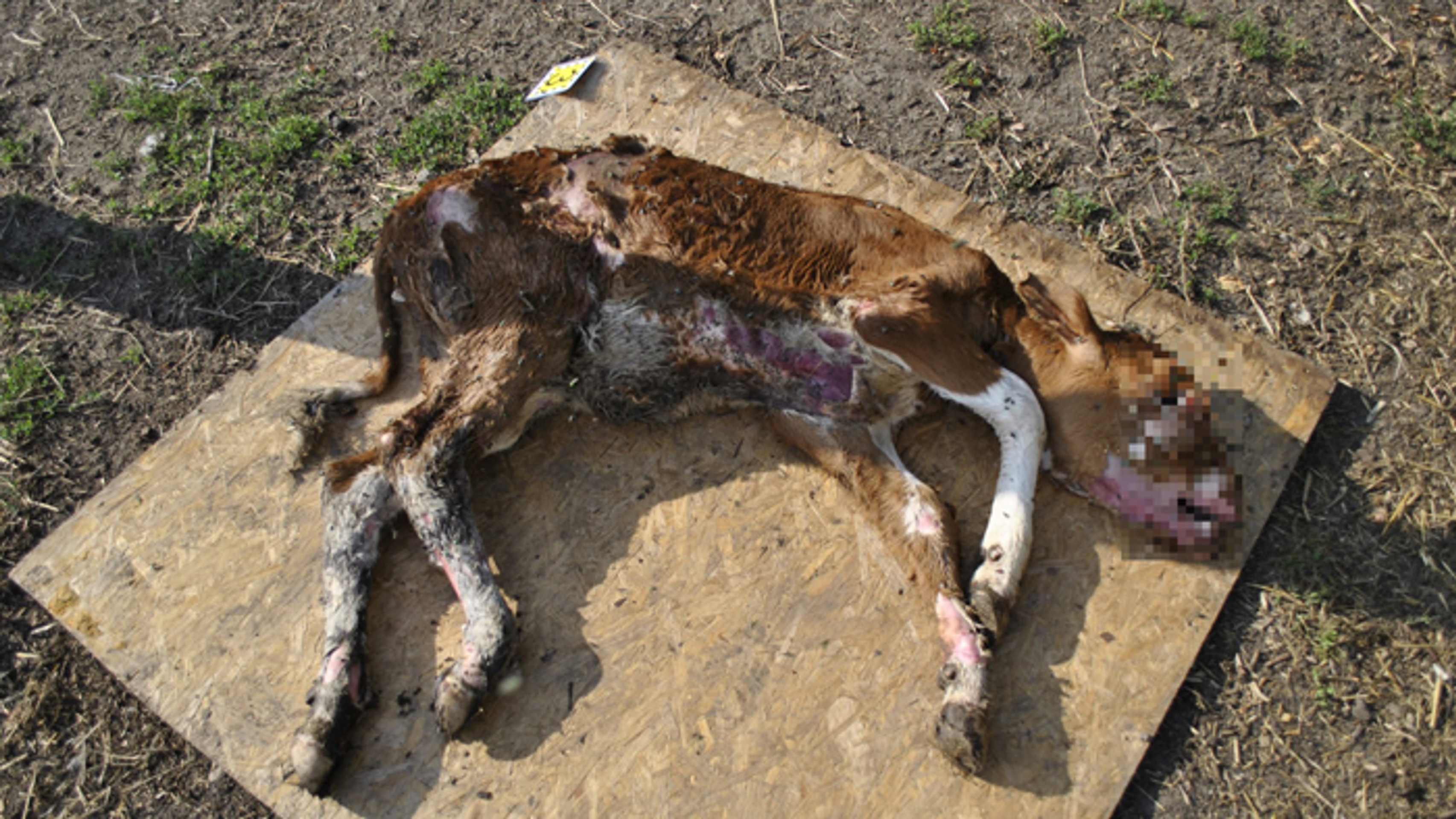 Cintorín uhynutého dobytka.