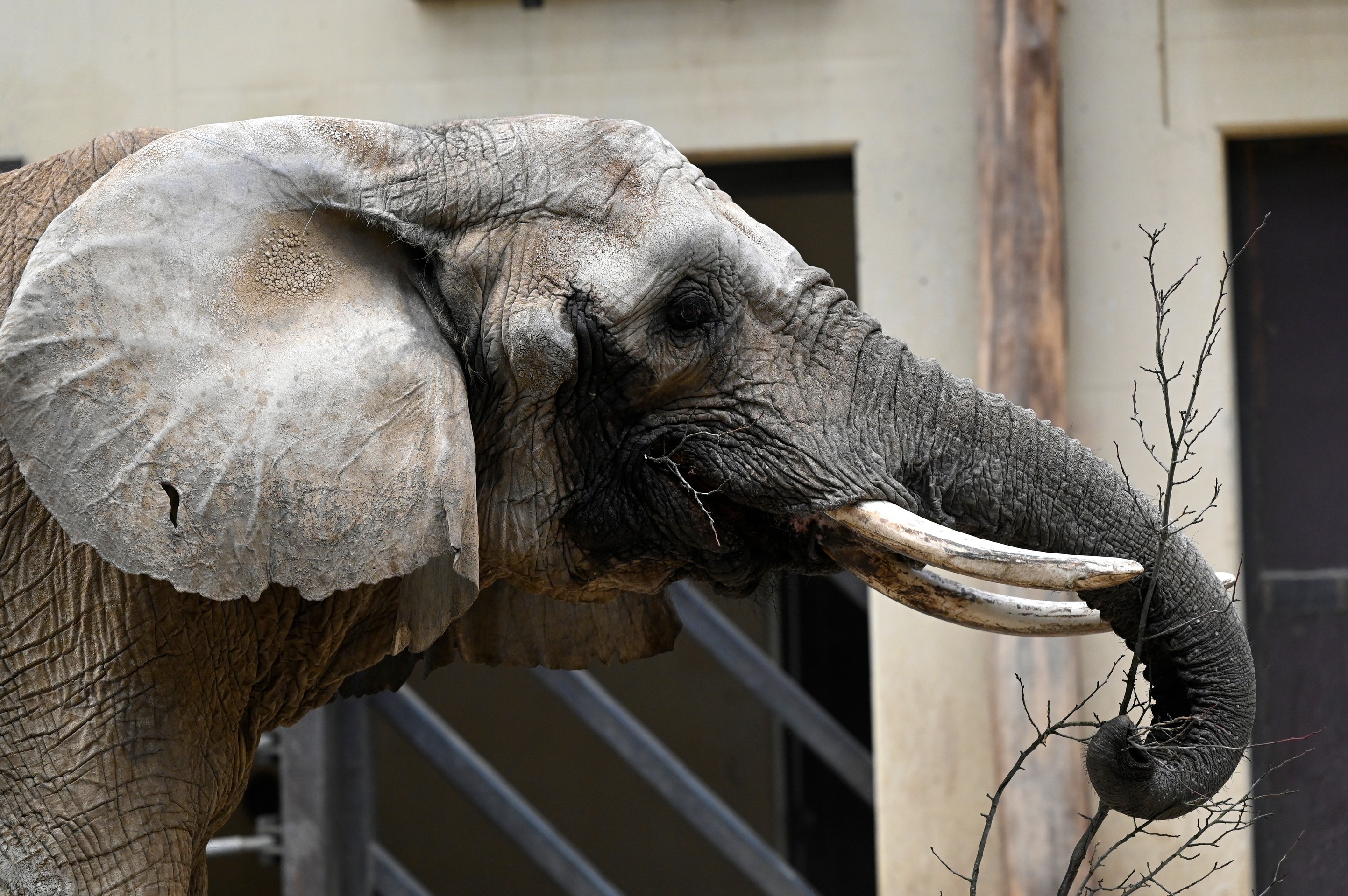 Slonica Gula v pavilóne slonov v ZOO Bojnice