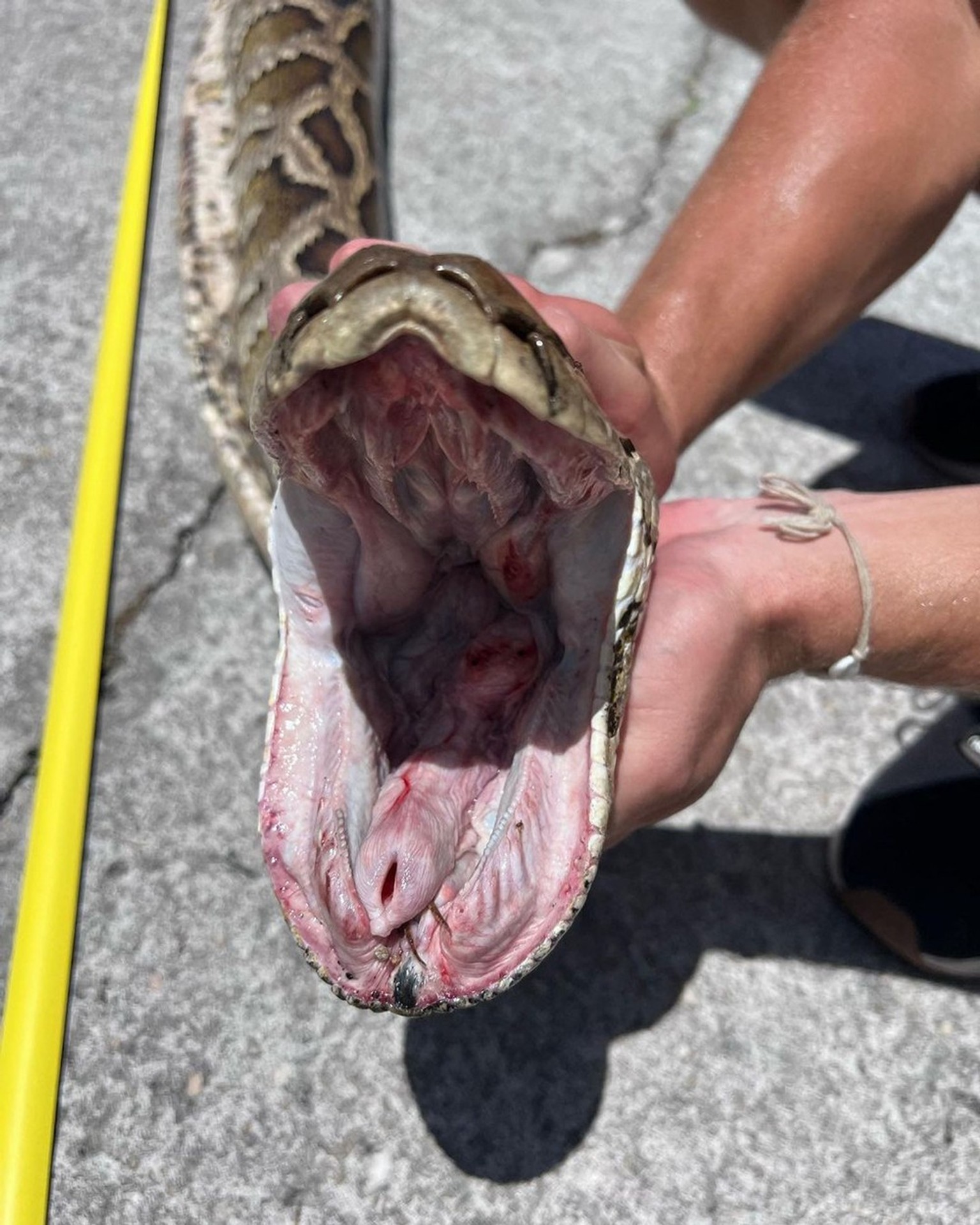 Rekordne dlhý pytón barmský.