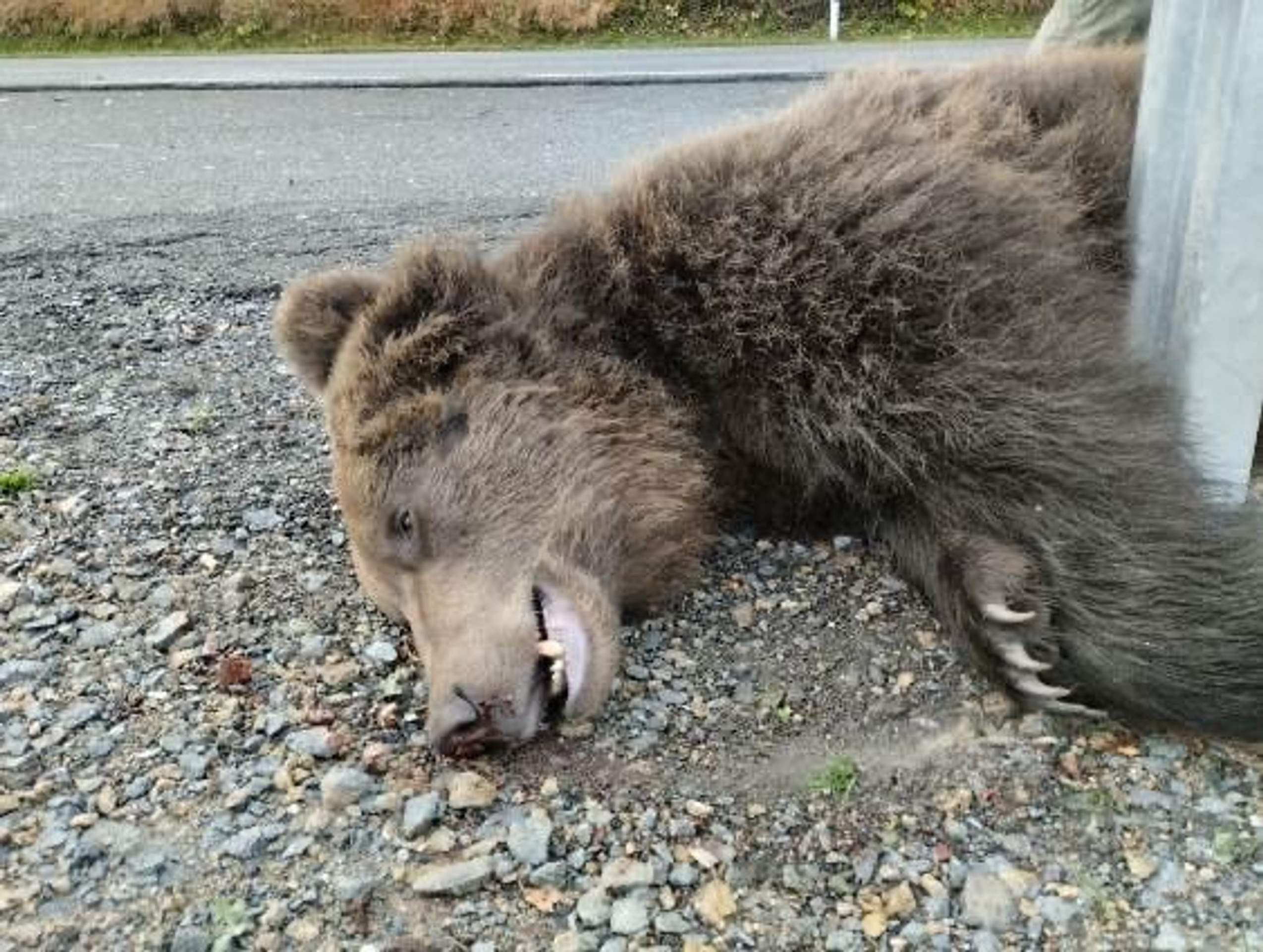 Neďaleko Hybe pod kolesami auta zahynul ďalší medveď