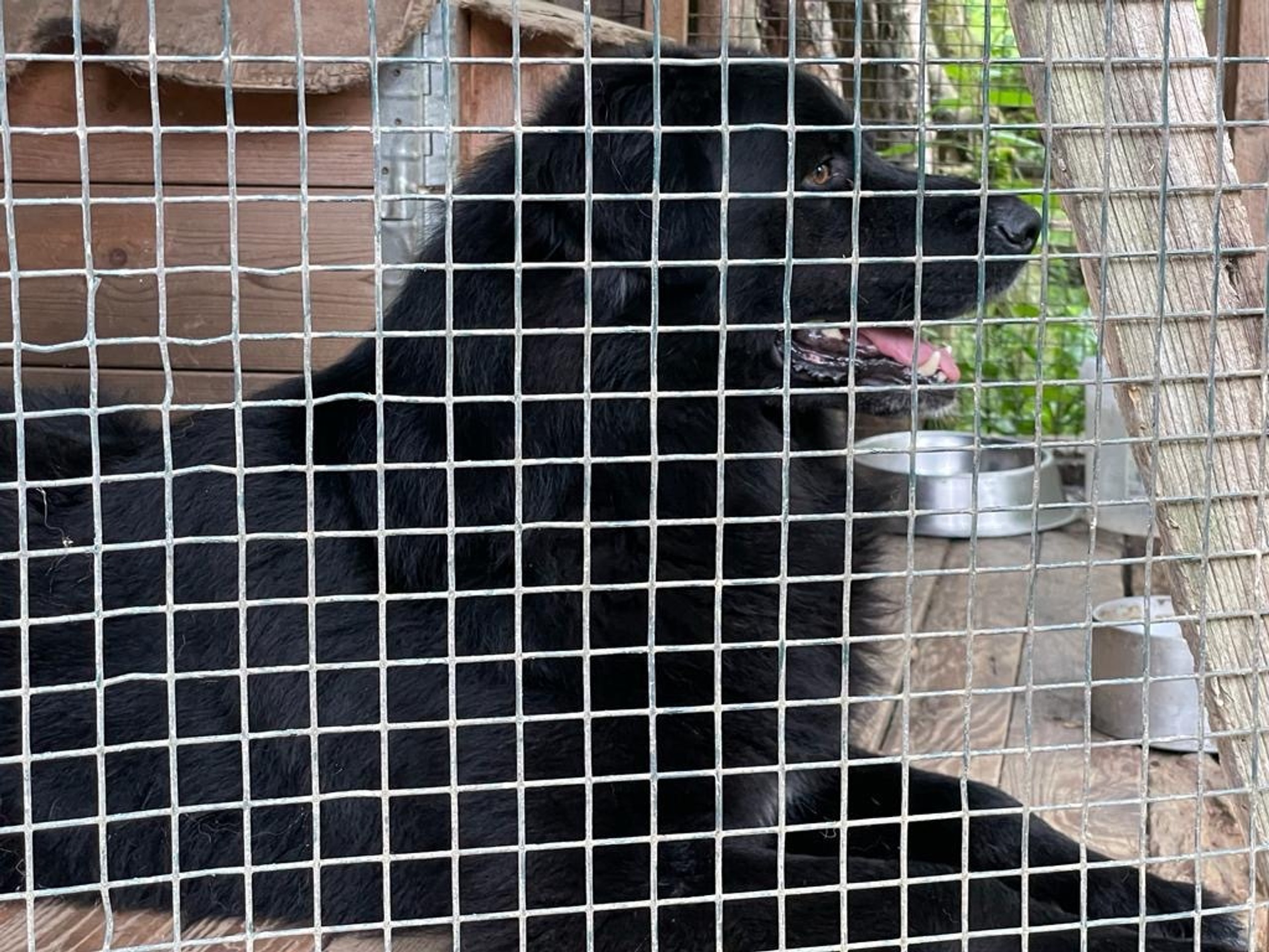 Pes zaútočil na osemročné dievčatko