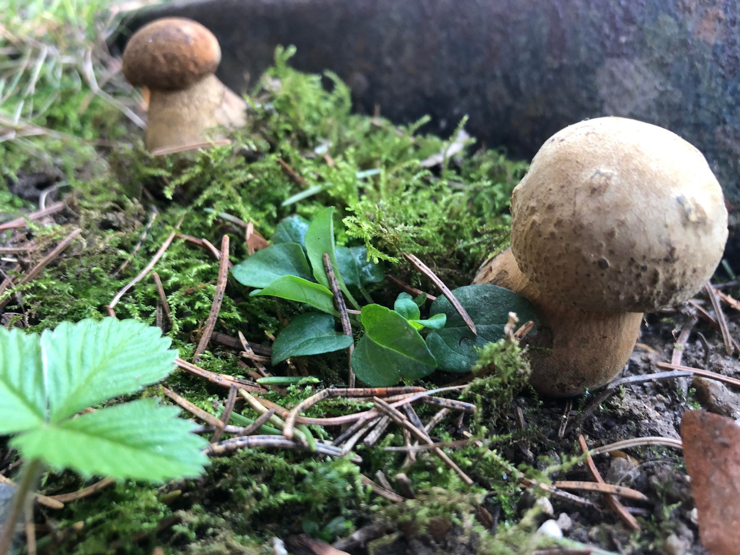 Hríby rástli v tesnej blízkosti.