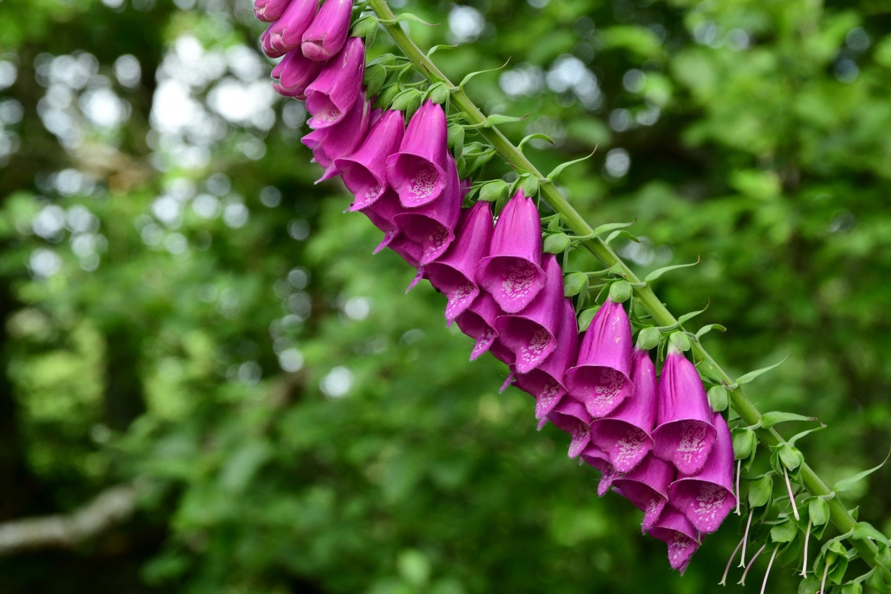 Náprstník červený (lat Digitalis purpurea).