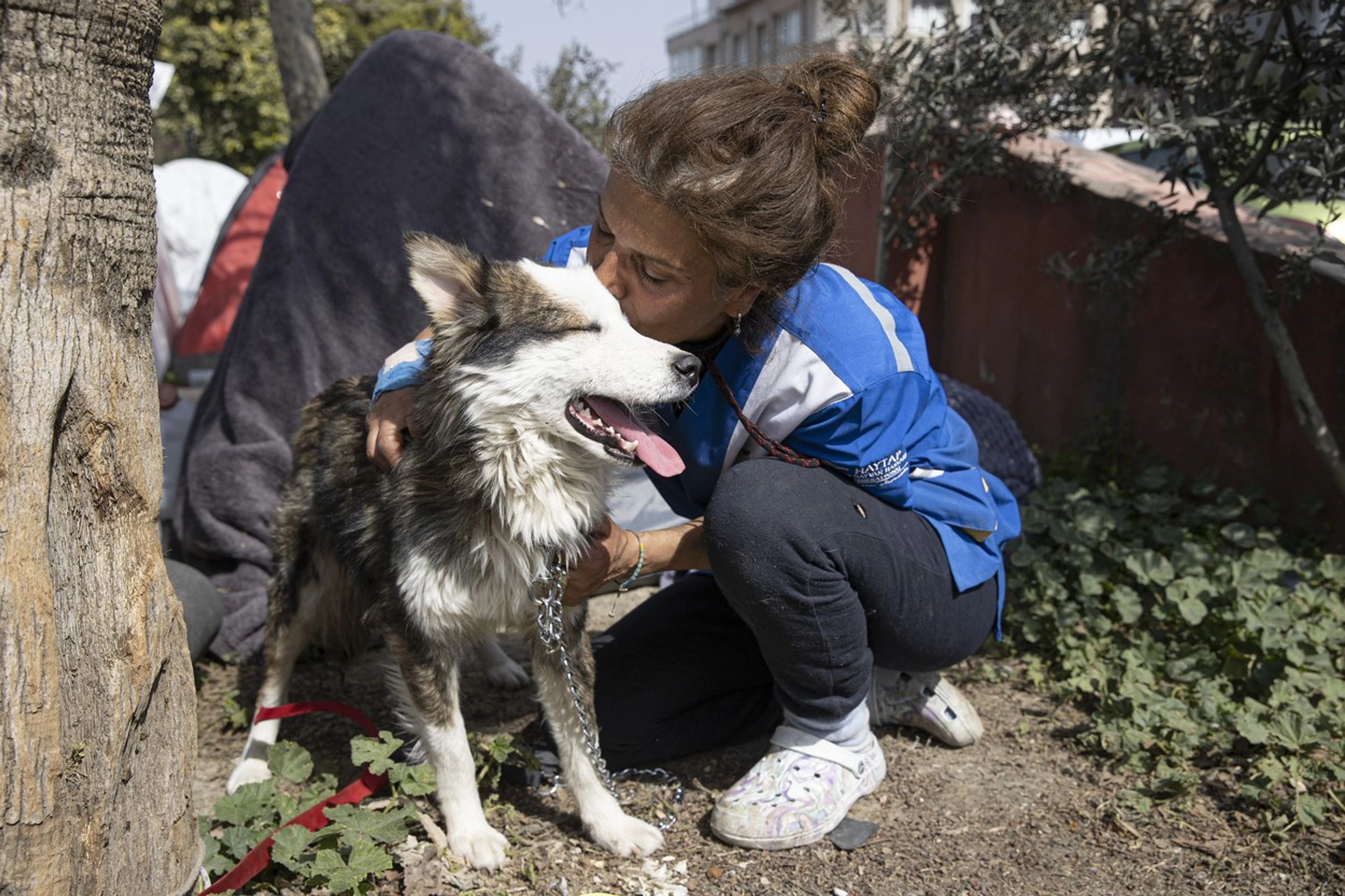 Sibírsky husky Alex v opatere dobrovoľníčky.