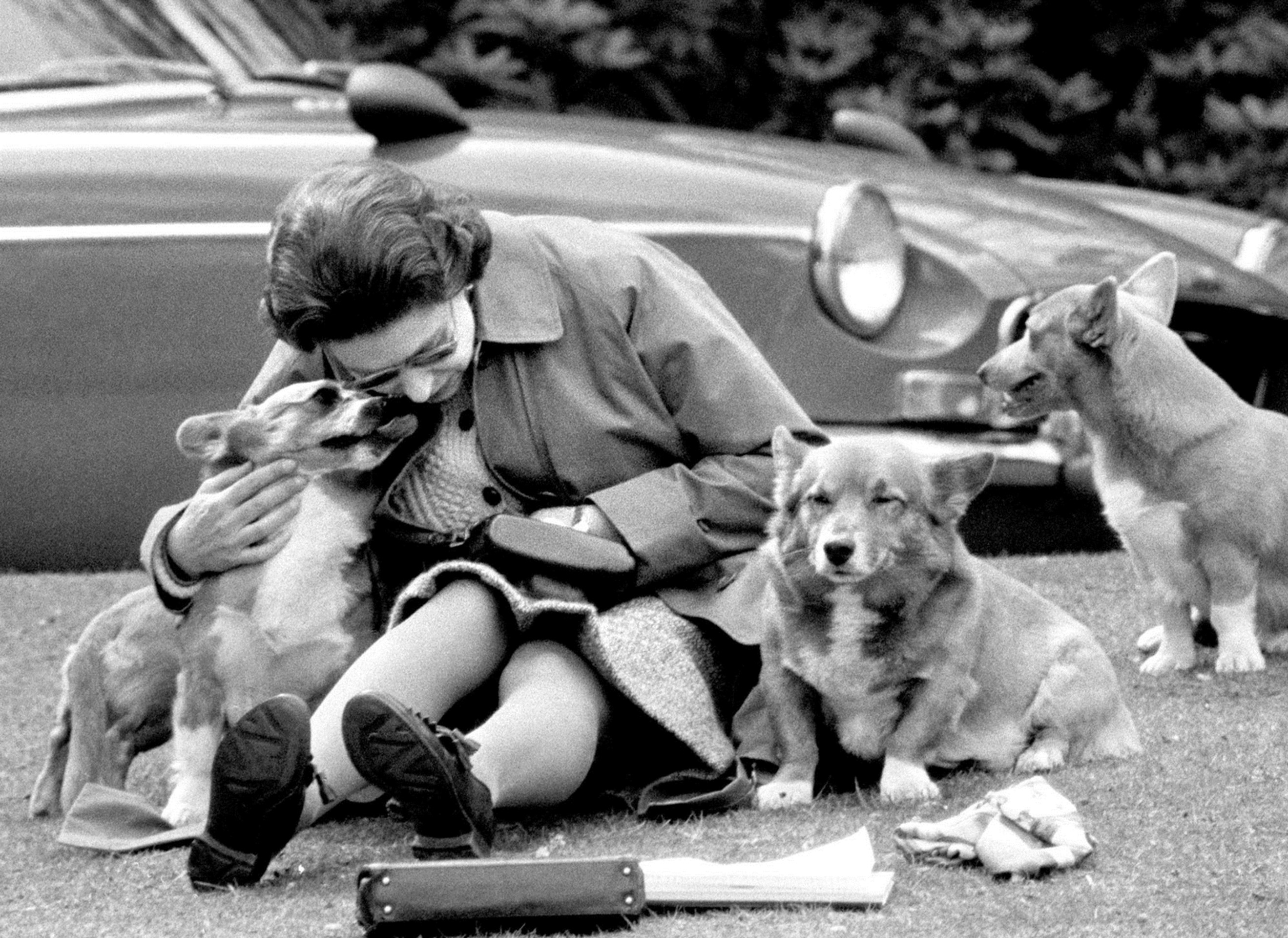 Na archívnej snímke z 12. mája 1973 britská kráľovná Alžbeta II. so svojimi psami plemena corgi vo Windsore. 