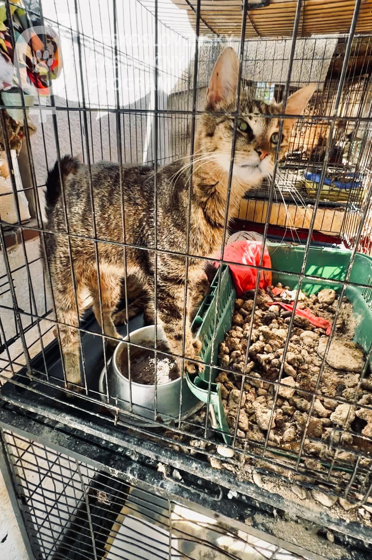 Zvieratá žili v otrasných podmienkach