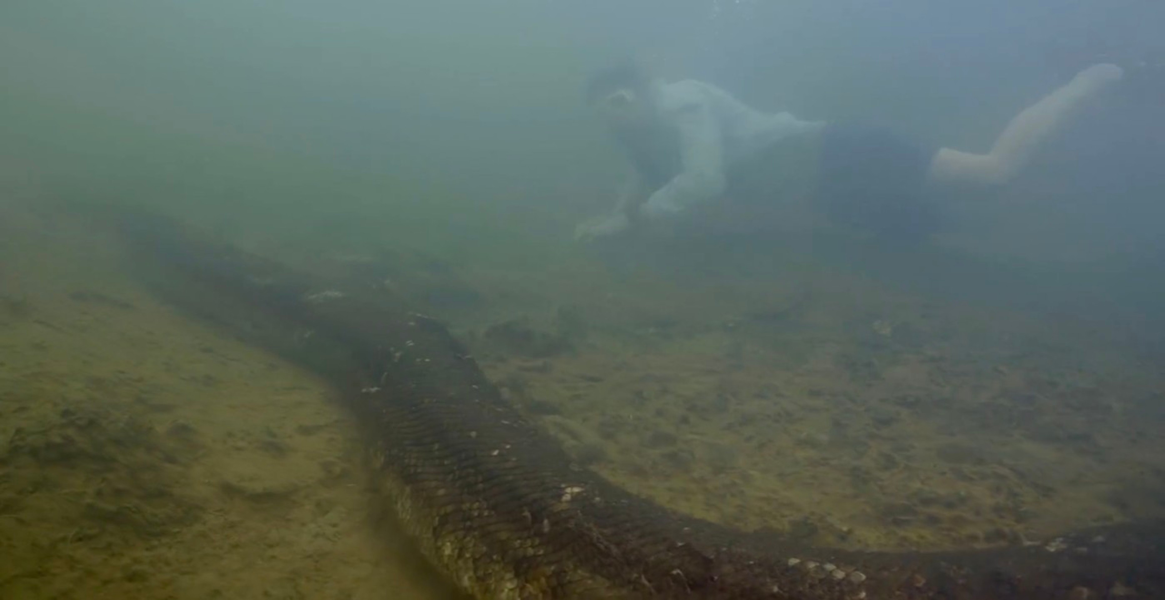 Objavili nový druh anakondy zelenej.