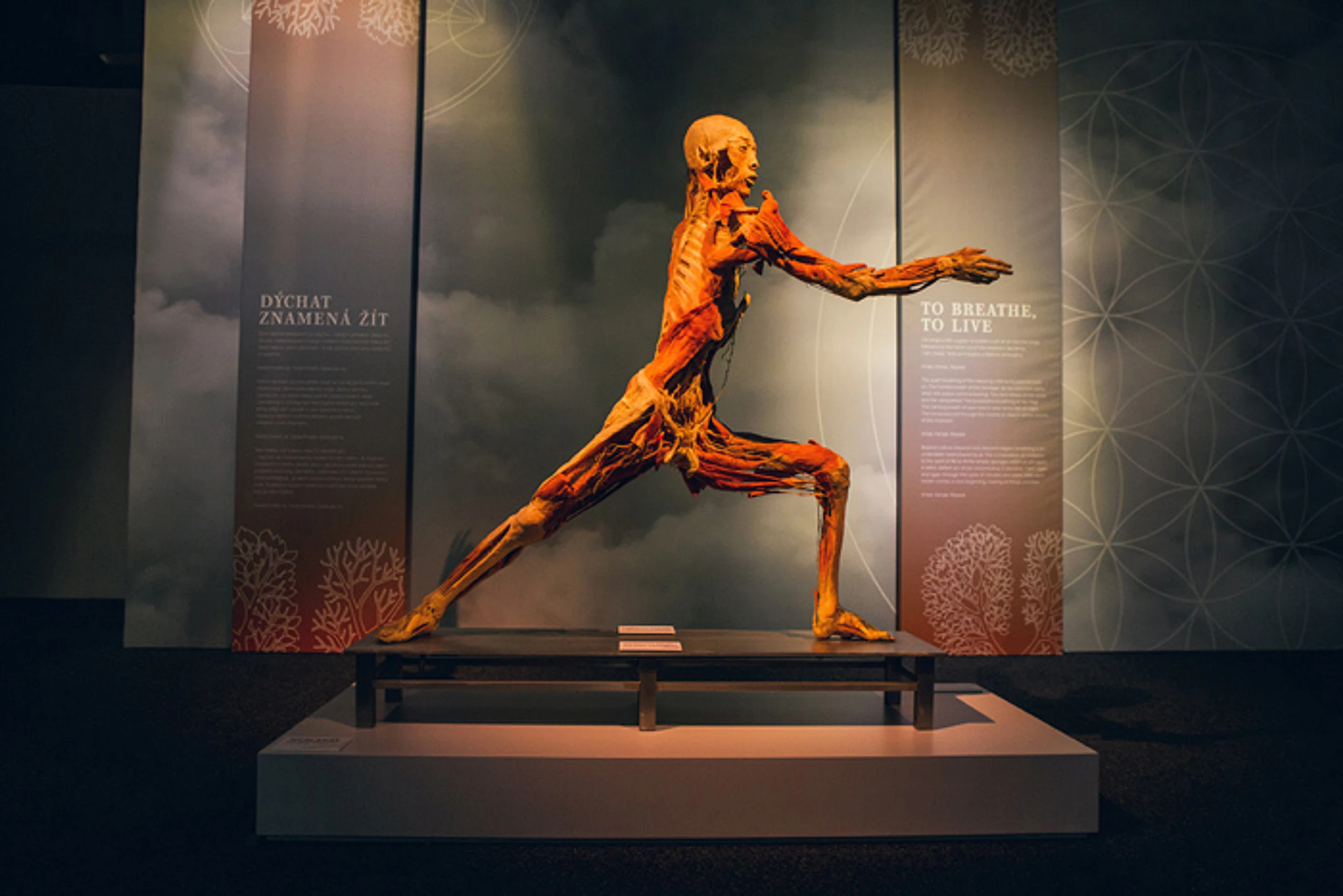 Exponát z výstavy Body The Exhibition.