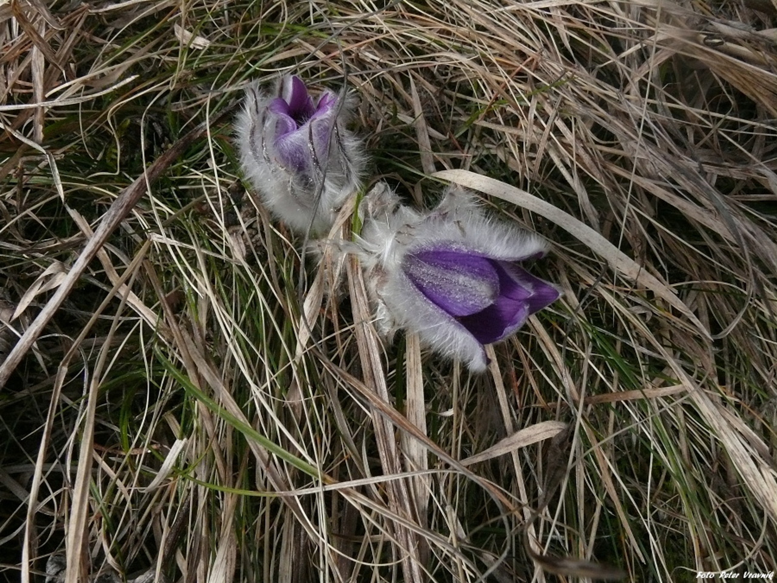 Poniklece pod Tatrami.