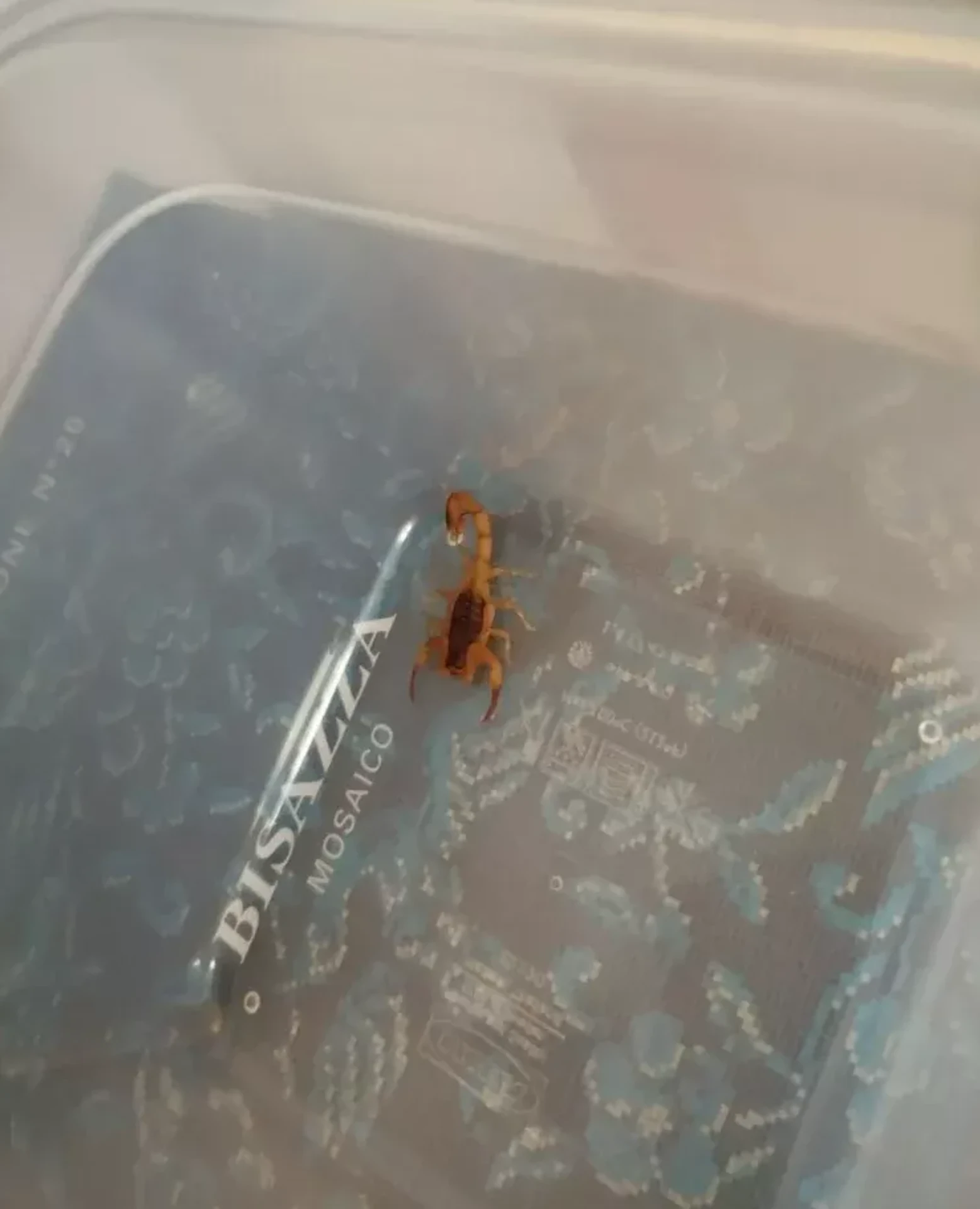 Na Liptove utiekli dva jedovaté škorpióny titius serrulatus.
