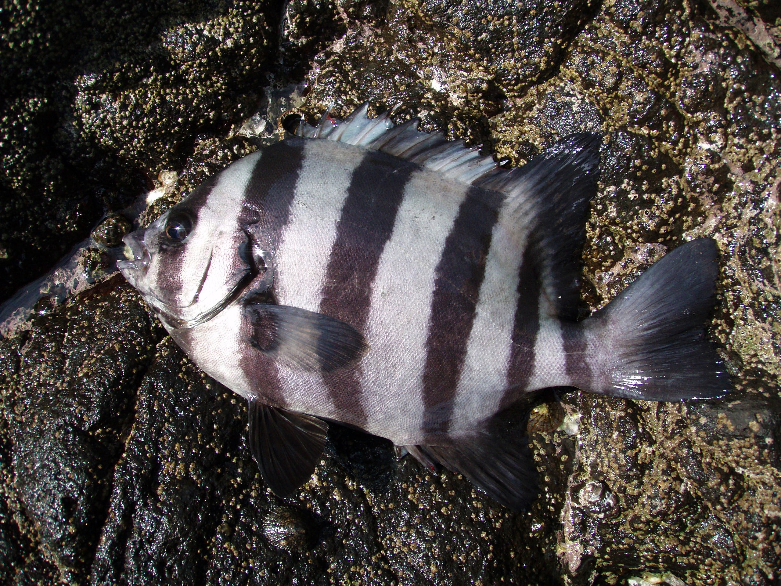 Hranozub pruhovaný.