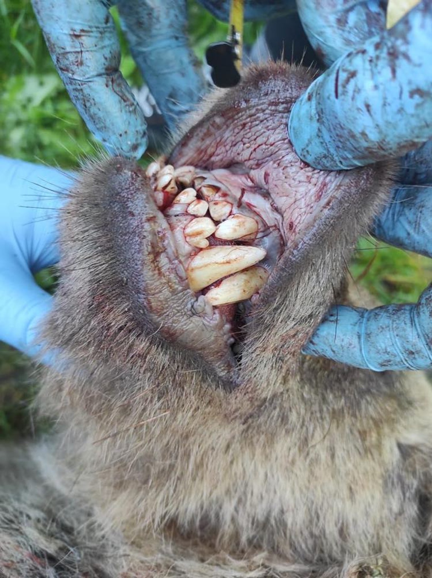 Medveďa zrazilo auto.