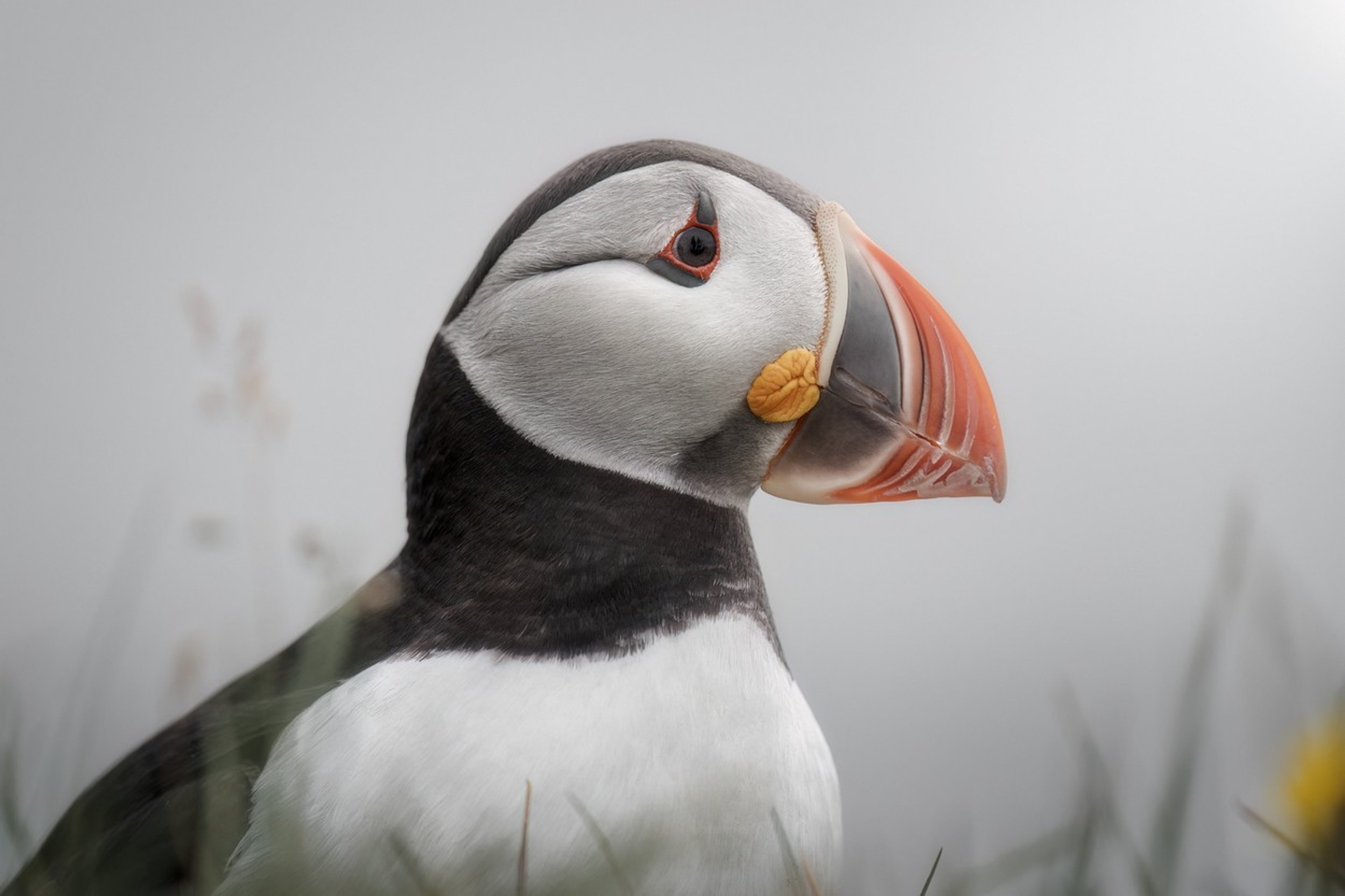 Víťaz kategórie Vtáky: polárna kačica na Islande.
