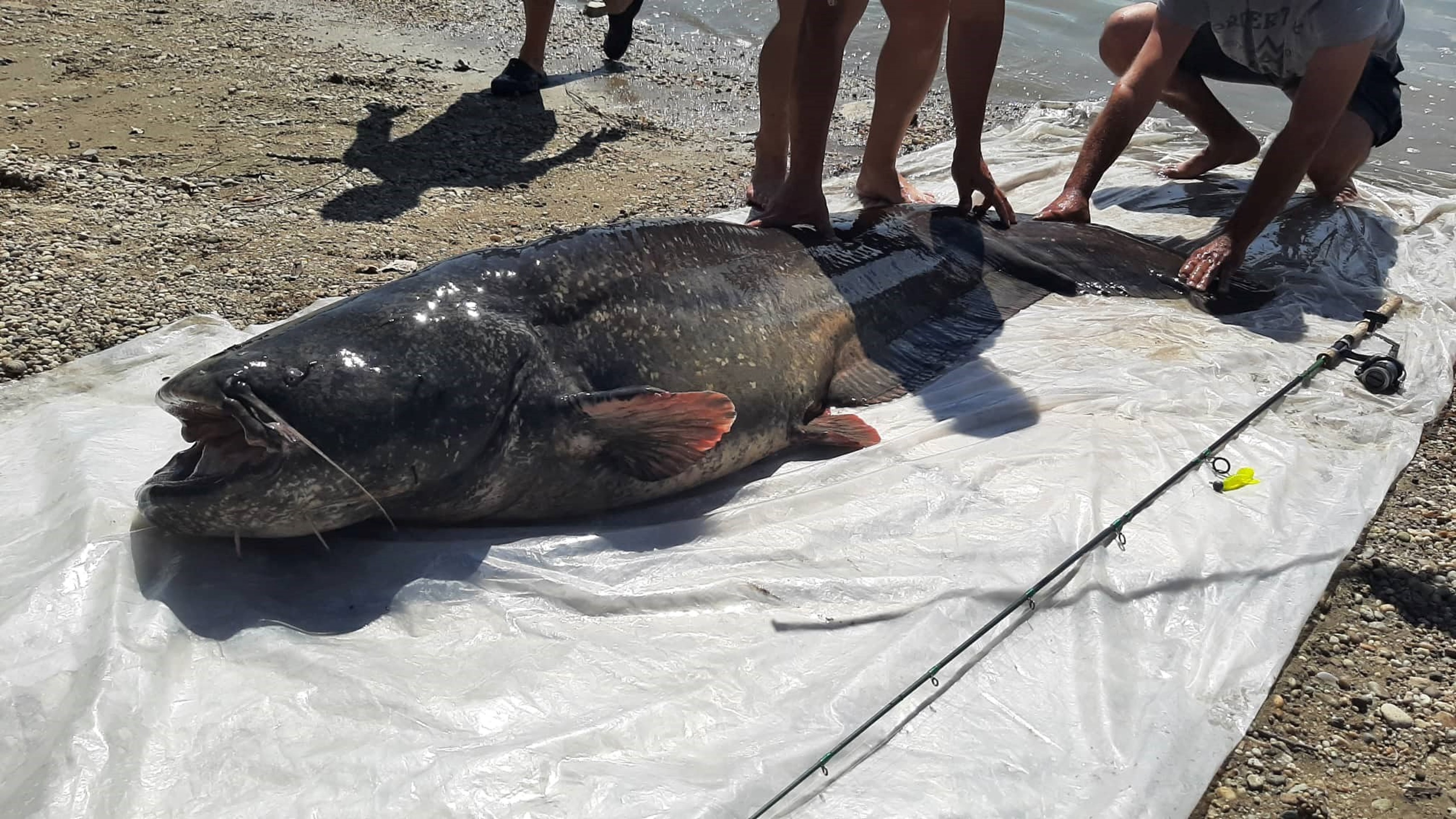 Kapitálny sumec z Dunaja.